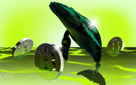 Bitcoin Whales Are Buying While Everyone Is Panicking